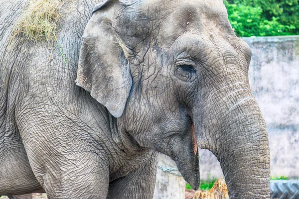 Breslau Polen Mai 2019 Elefant Der Zoo Von Breslau Ist — Stockfoto