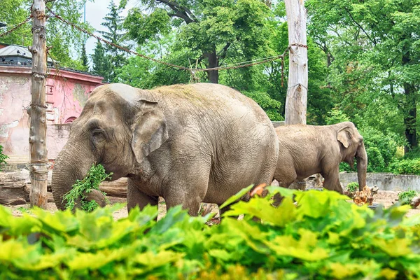 Breslau Polen Mai 2019 Elefant Der Zoo Von Breslau Ist — Stockfoto