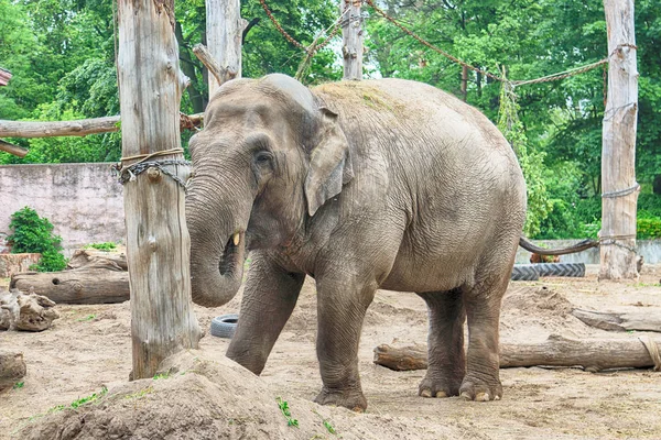 Breslau Polen Mai 2019 Elefant Der Zoo Von Breslau Ist — Stockfoto