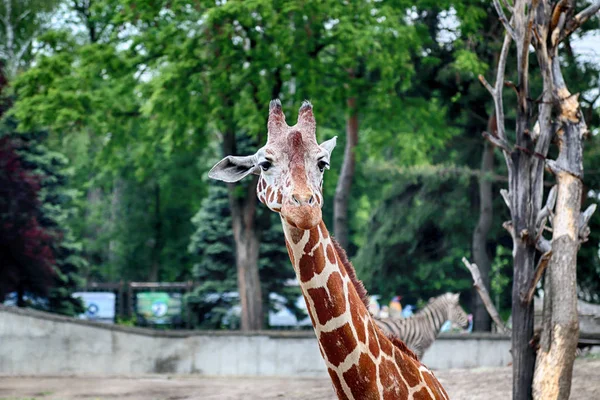 Wroclaw Polonya Mayıs 2019 Zürafa Wroclaw Zooloji Bahçesi Polonya Nın — Stok fotoğraf