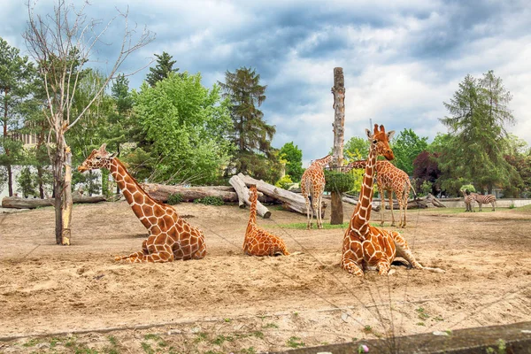 Wrocław Polska Maja 2019 Żyrafa Wrocławski Ogród Zoologiczny Jest Najstarszym — Zdjęcie stockowe