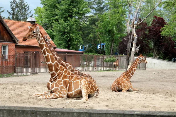 Wrocław Polska Maja 2019 Żyrafa Wrocławski Ogród Zoologiczny Jest Najstarszym — Zdjęcie stockowe