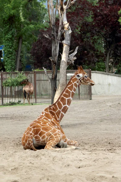 Wrocław Polska Maja 2019 Żyrafa Wrocławski Ogród Zoologiczny Jest Najstarszym — Zdjęcie stockowe