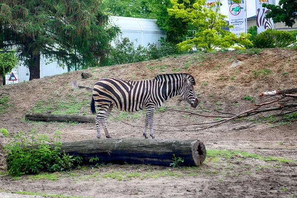 Wroclaw Polónia Maio 2019 Jardim Zoológico Wroclaw Zoológico Mais Antigo — Fotografia de Stock