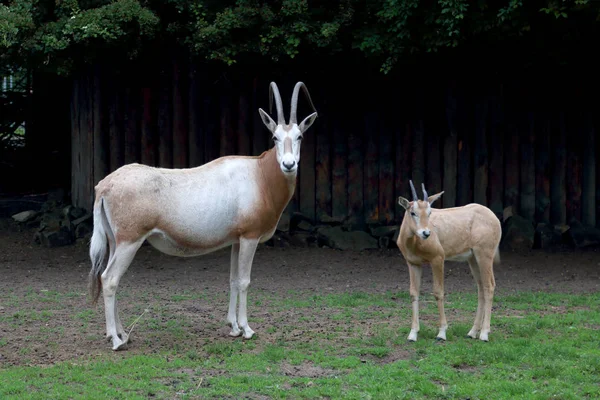 Wroclaw Polónia Maio 2019 Jardim Zoológico Wroclaw Zoológico Mais Antigo — Fotografia de Stock