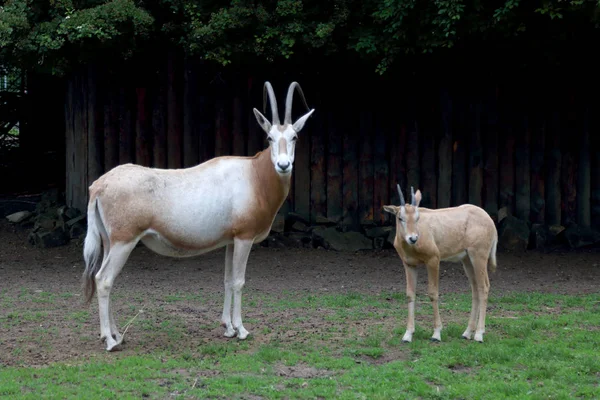 Wroclaw Polónia Maio 2019 Jardim Zoológico Wroclaw Zoológico Mais Antigo — Fotografia de Stock