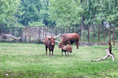 WROCLAW, POLAND - MAY 20, 2019: The Wroclaw Zoological Garden is the oldest and most visited zoo in Poland (and the fifth in Europe). It is also the largest collection of animals in Poland.