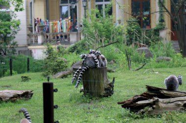 WROCLAW, POLAND - MAY 20, 2019: The Wroclaw Zoological Garden is the oldest and most visited zoo in Poland (and the fifth in Europe). It is also the largest collection of animals in Poland.