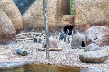 WROCLAW, POLAND - MAY 20, 2019: The Wroclaw Africarium (Polish: Afrykarium) is the only themed oceanarium devoted solely to exhibiting the fauna of Africa. Is a part of the Zoo in Wroclaw, Poland.