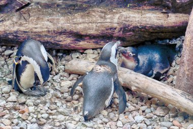 WROCLAW, POLAND - MAY 20, 2019: The Wroclaw Africarium (Polish: Afrykarium) is the only themed oceanarium devoted solely to exhibiting the fauna of Africa. Is a part of the Zoo in Wroclaw, Poland.