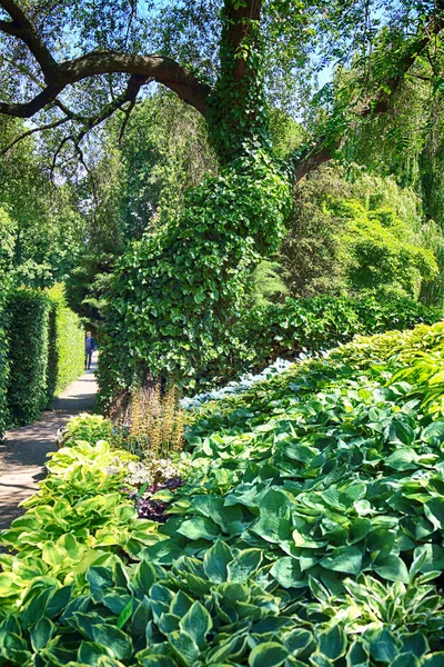 Wroclaw Polónia Maio 2019 Jardim Botânico Wroclaw Polônia Jardim Foi — Fotografia de Stock