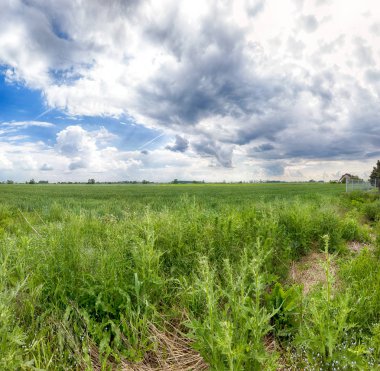 Wroclaw, Polonya yakınlarındaki Mayıs ayı sonunda güzel, renkli alanlar.