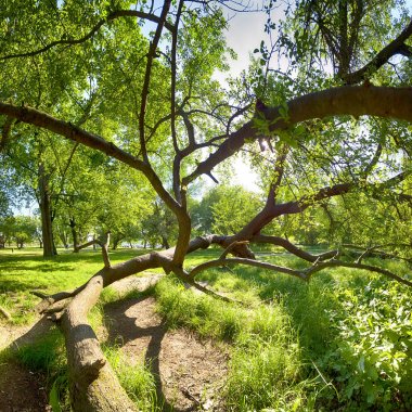 Wroclaw, Polonya'daki Skowroni Parkı. Şehrin güney kesiminde bulunan.