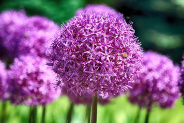 Wroclaw, Polonya Botanik Bahçesi güzel, renkli çiçekler ve bitkiler.