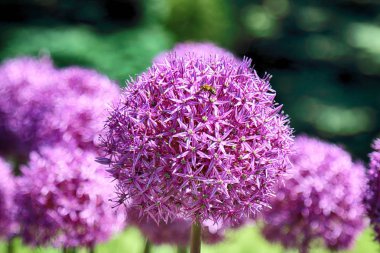 Wroclaw, Polonya Botanik Bahçesi güzel, renkli çiçekler ve bitkiler.