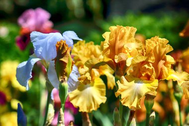 Wroclaw, Polonya Botanik Bahçesi güzel, renkli çiçekler ve bitkiler.