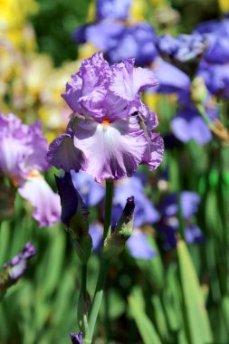 Wroclaw, Polonya Botanik Bahçesi güzel, renkli çiçekler ve bitkiler.