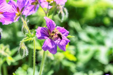 Wroclaw, Polonya Botanik Bahçesi güzel, renkli çiçekler ve bitkiler.