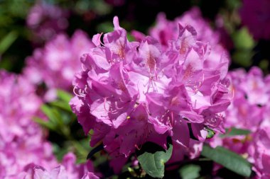 Wroclaw, Polonya Botanik Bahçesi güzel, renkli çiçekler ve bitkiler.