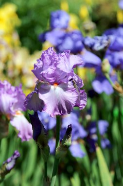 Wroclaw, Polonya Botanik Bahçesi güzel, renkli çiçekler ve bitkiler.