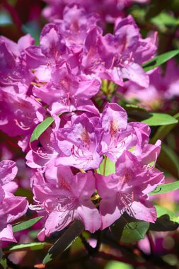 Wroclaw, Polonya Botanik Bahçesi güzel, renkli çiçekler ve bitkiler.