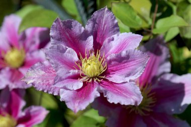 Wroclaw, Polonya Botanik Bahçesi güzel, renkli çiçekler ve bitkiler.