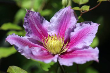 Wroclaw, Polonya Botanik Bahçesi güzel, renkli çiçekler ve bitkiler.