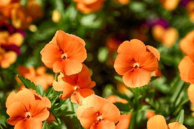 Wroclaw, Polonya Botanik Bahçesi güzel, renkli çiçekler ve bitkiler.