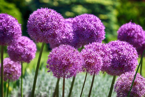 Hermosas Coloridas Flores Plantas Jardín Botánico Wroclaw Polonia — Foto de Stock