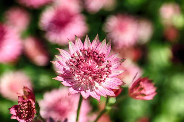 Mooie Kleurrijke Bloemen Planten Botanische Tuin Wroclaw Polen — Stockfoto