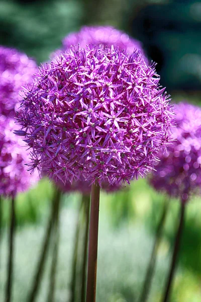 Gyönyörű Színes Virágok Növények Botanikus Kertben Wroclaw Lengyelország — Stock Fotó