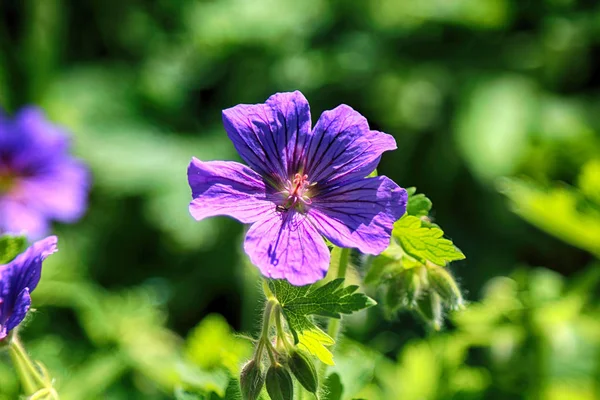 Piękne Kolorowe Kwiaty Rośliny Ogrodzie Botanicznym Wrocławiu — Zdjęcie stockowe
