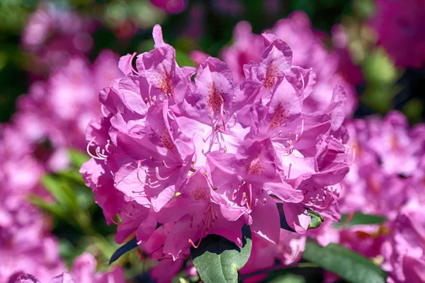 Beautiful Colorful Flowers Plants Botanical Garden Wroclaw Poland — Stock Photo, Image