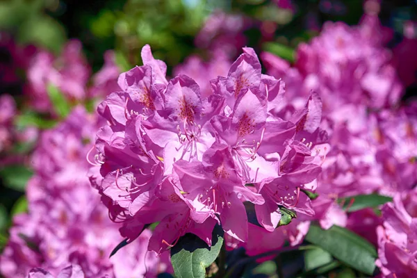 Beautiful Colorful Flowers Plants Botanical Garden Wroclaw Poland — Stock Photo, Image