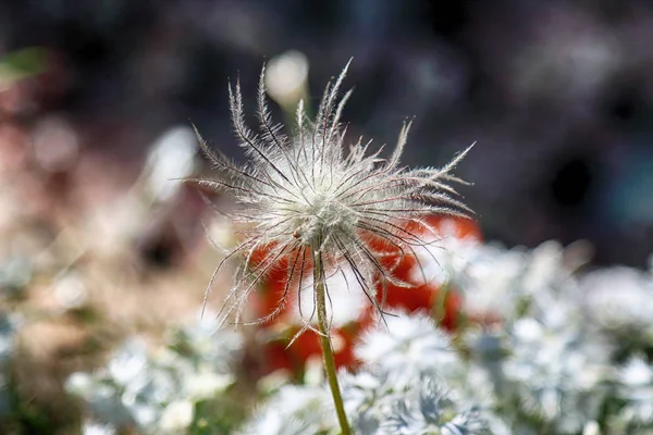 ポーランド ヴロツワフの植物園で美しい カラフルな花や植物 — ストック写真