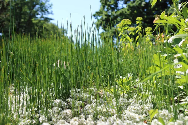 Vackra Färgglada Blommor Och Växter Den Botaniska Trädgården Wroclaw Polen — Stockfoto