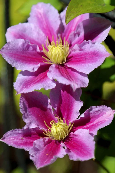 Beautiful Colorful Flowers Plants Botanical Garden Wroclaw Poland — Stock Photo, Image