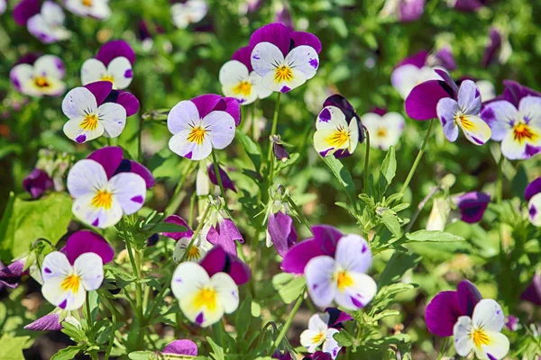 Beautiful Colorful Flowers Plants Botanical Garden Wroclaw Poland — Stock Photo, Image