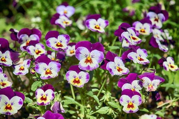 Piękne Kolorowe Kwiaty Rośliny Ogrodzie Botanicznym Wrocławiu — Zdjęcie stockowe