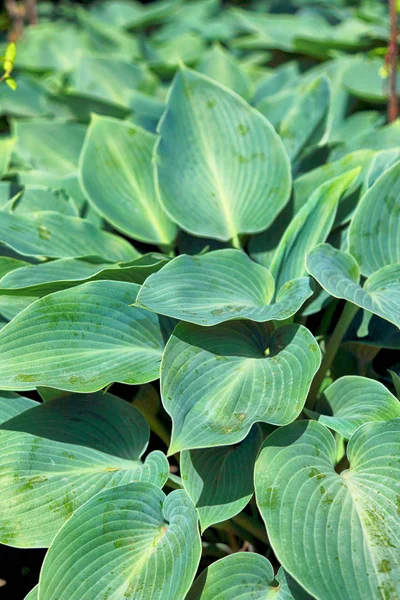 ポーランド ヴロツワフの植物園で美しい カラフルな花や植物 — ストック写真