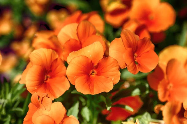 Красиві Барвисті Квіти Рослини Ботанічному Саду Вроцлаві Польща — стокове фото
