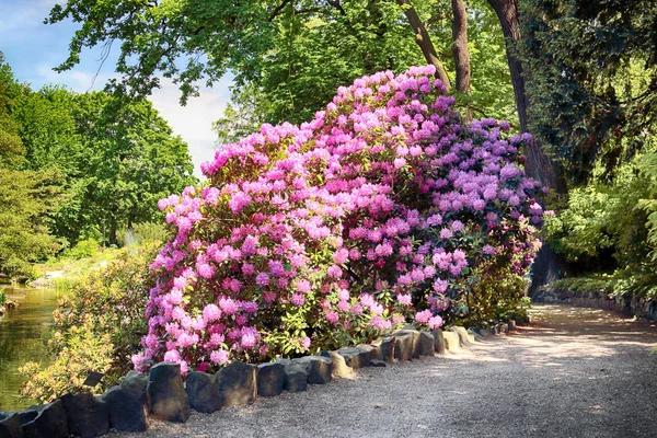 Wroclaw Polen Maj 2019 Botaniska Trädgården Wroclaw Polen Trädgården Byggdes — Stockfoto