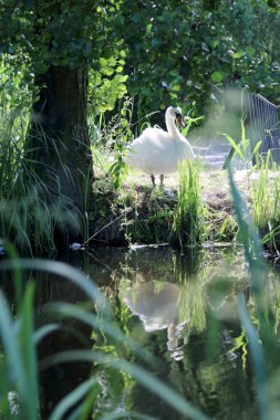 Wroclaw yakınlarındaki Krobielowice beyaz bir kuğu ile küçük nehir, Polonya.