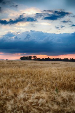Wroclaw yakınlarındaki Biskupice Podgorne, baharın son gününde, alanlar üzerinde güzel günbatımı ve fırtına bulutları, Polonya.