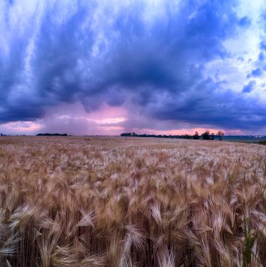 Wroclaw yakınlarındaki Biskupice Podgorne, baharın son gününde, alanlar üzerinde güzel günbatımı ve fırtına bulutları, Polonya.