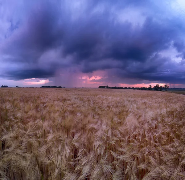 Wroclaw yakınlarındaki Biskupice Podgorne, baharın son gününde, alanlar üzerinde güzel günbatımı ve fırtına bulutları, Polonya.