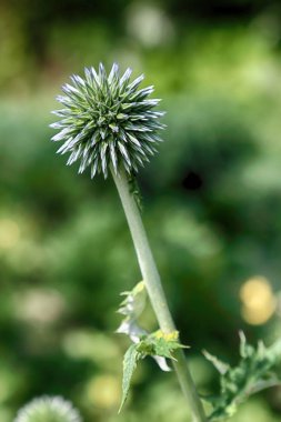 Echinops sphaerocephalus (adları: glandüler küre-devedikeni, büyük küre-devedikeni veya soluk küre-devedikeni) ayçiçeği ailesi içinde devedikeni kabilesine ait bir Dünya devedikeni türüdür.