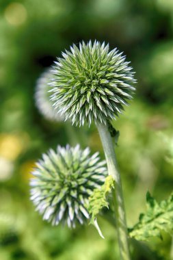 Echinops sphaerocephalus (adları: glandüler küre-devedikeni, büyük küre-devedikeni veya soluk küre-devedikeni) ayçiçeği ailesi içinde devedikeni kabilesine ait bir Dünya devedikeni türüdür.