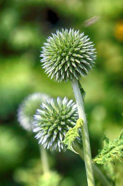 Echinops sphaerocephalus (adları: glandüler küre-devedikeni, büyük küre-devedikeni veya soluk küre-devedikeni) ayçiçeği ailesi içinde devedikeni kabilesine ait bir Dünya devedikeni türüdür.