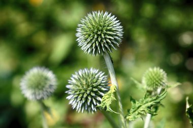 Echinops sphaerocephalus (adları: glandüler küre-devedikeni, büyük küre-devedikeni veya soluk küre-devedikeni) ayçiçeği ailesi içinde devedikeni kabilesine ait bir Dünya devedikeni türüdür.